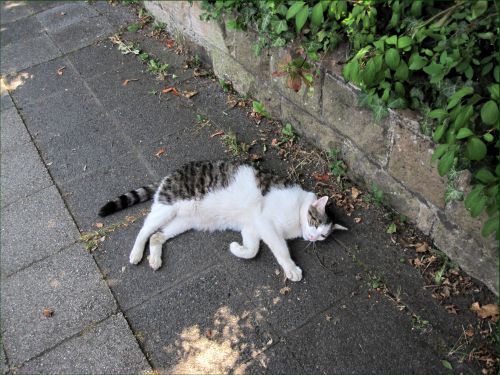 news/images/katze_-_auf_dem_weg_zur_buergermeister-stichwahl_-_die_keine_war.jpg